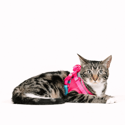 Stasia Cat Harness &amp; Leash Set