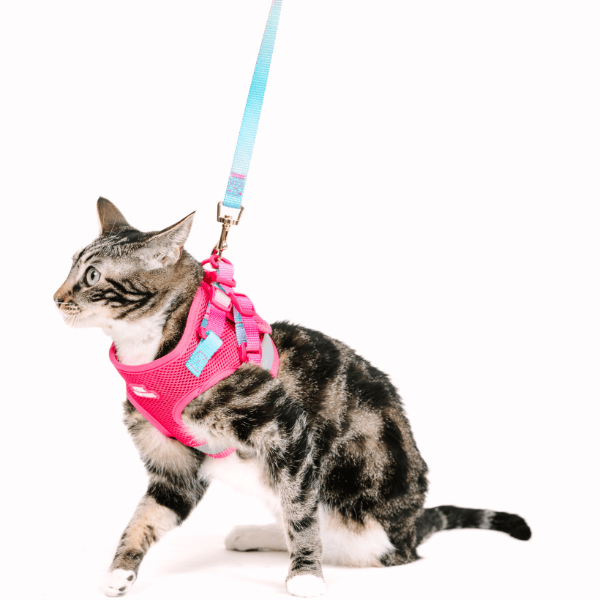 Stasia Cat Harness &amp; Leash Set