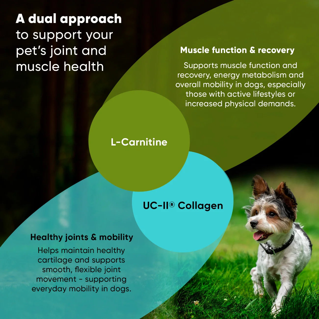 Joint &amp; Muscle Health