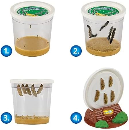 Insect Lore Bug Camp Bundle | Butterfly Kit with 1 Cup Live Caterpillars | Ladybug Land with 1 Tube Live Larvae | Ant Mountain with 1 Tube Live Western Harvester Ants | Life Cycle Figurines &amp; More