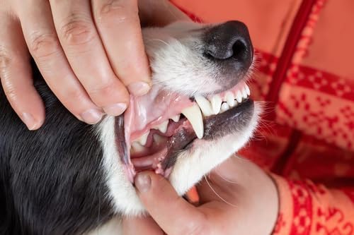 Pet Dental Spray, As Seen on TV, Eliminates Plaque &amp; Tartar, Helps with Plaque and Tartar and Provides Instant Fresh Breath - Includes 3 Months&