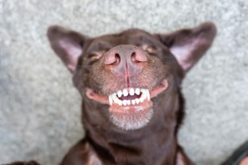 Pet Dental Spray, As Seen on TV, Eliminates Plaque &amp; Tartar, Helps with Plaque and Tartar and Provides Instant Fresh Breath - Includes 3 Months&