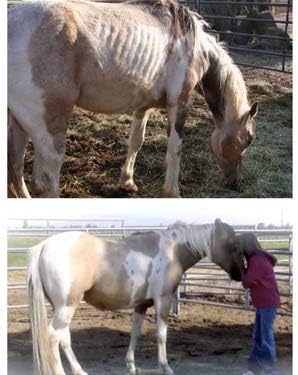 Super Weight Gain 10 lb, Equine Vitamin Mineral, Probiotic &amp; Weight Gain Supplement