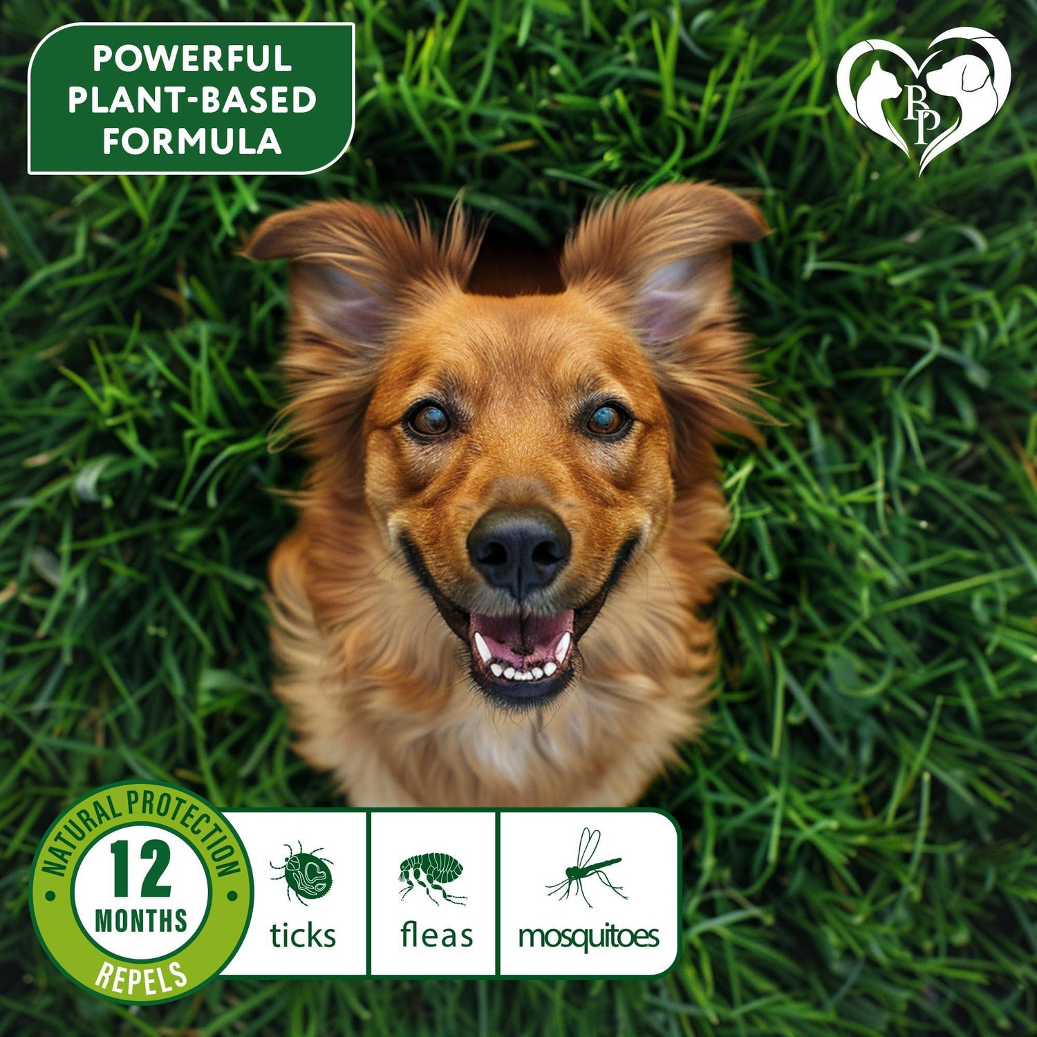 Flea &amp; Tick Collar for Dogs 6-Month Protection Essential Oil 2 Count
