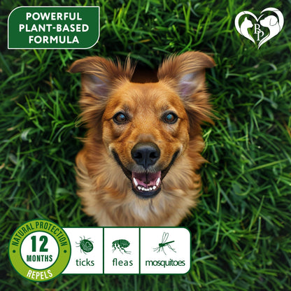 Flea &amp; Tick Collar for Dogs 6-Month Protection Essential Oil 2 Count