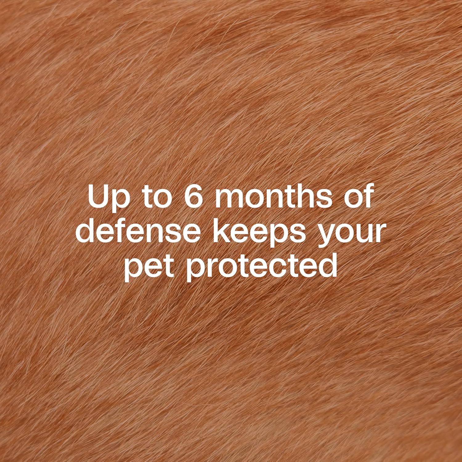 Adams Plus Flea &amp; Tick Collar for Dogs &amp; Puppies One Size Fits All 2-Count