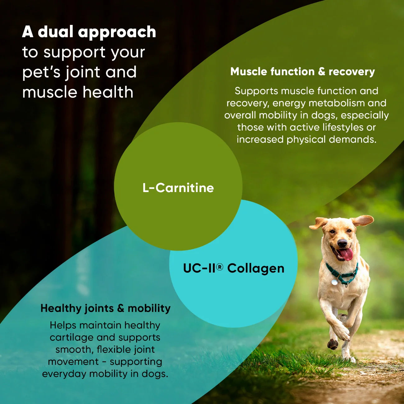 Joint &amp; Muscle Health