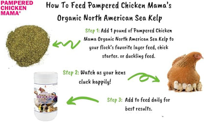 Organic Kelp for Chickens &amp; Duck Feed (1 Pound): Chicken Vitamins | Chicken Supplements | Vitamins for Chickens | Pampered Chicken Mama