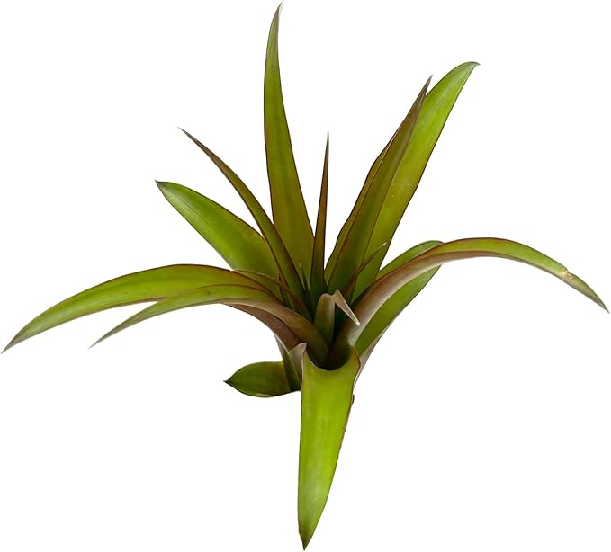 Air Plants - Tillandsia Red Capitata, Large 5-7” - 1ct - Live Arrival Guaranteed - House Plants for Home Decor &amp; Gift