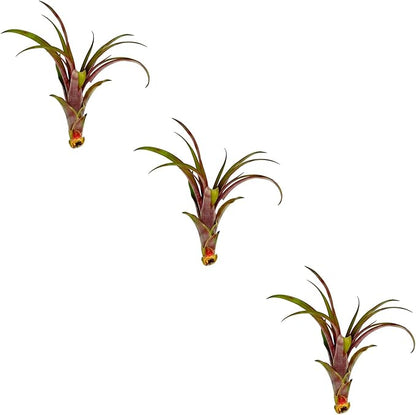 Air Plants - Tillandsia Red Capitata, Large 5-7” - 3 ct - Live Arrival Guaranteed - House Plants for Home Decor &amp; Gift