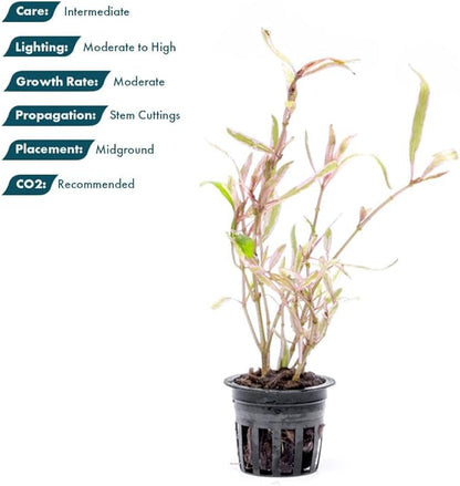 Live Plants – Chai Hygrophila (Hygrophila lancea &