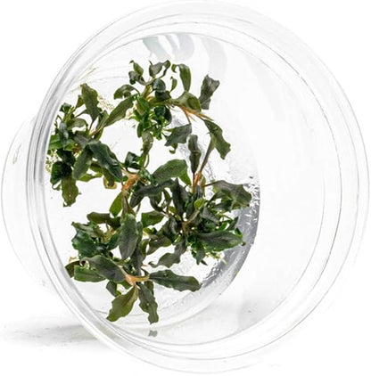 UNS Snail Free TC Bucephalandra Kedagang Japan (Bucephalandra sp. &