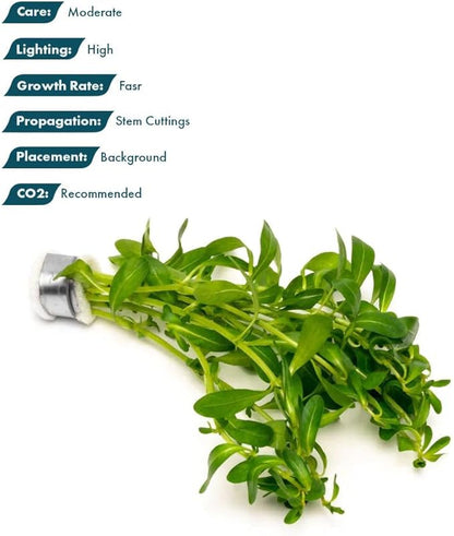 Live Plant - Ludwigia Inclinata &