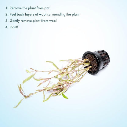 Live Plants – Chai Hygrophila (Hygrophila lancea &
