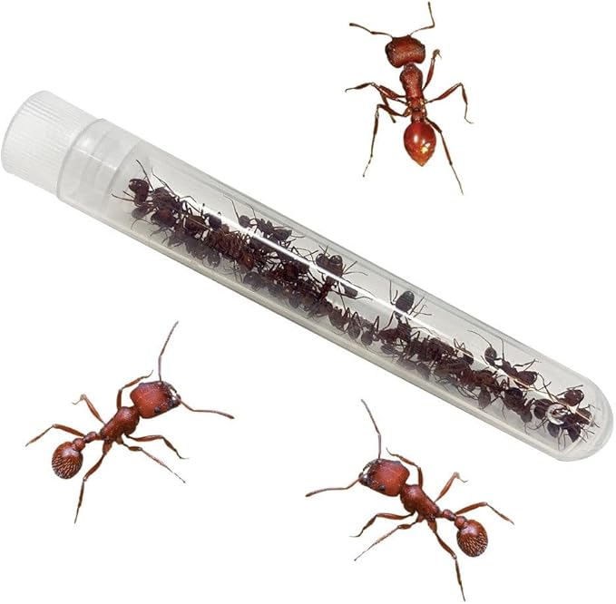 Insect Lore Bug Camp Bundle | Butterfly Kit with 1 Cup Live Caterpillars | Ladybug Land with 1 Tube Live Larvae | Ant Mountain with 1 Tube Live Western Harvester Ants | Life Cycle Figurines &amp; More