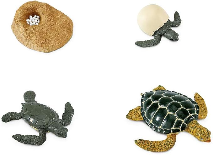 Safari Ltd. Life Cycle of a Green Sea Turtle - Educational Toy Figurines - Miniature Turtle Lifecycle Collection for Boys, Girls &amp; Kids Age 4+
