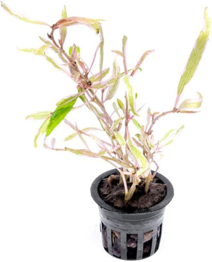 Live Plants – Chai Hygrophila (Hygrophila lancea &
