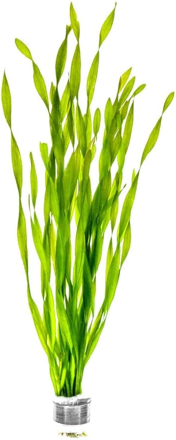 Live Plant - Tall Grass, Corkscrew Vallisneria (Vallisneria Americana &