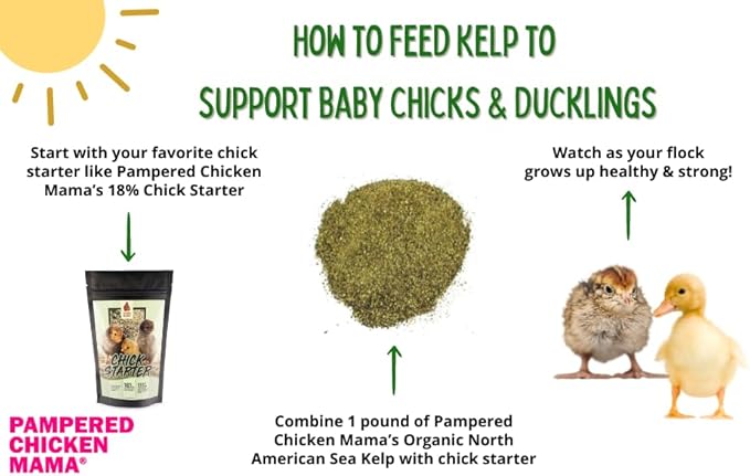 Organic Kelp for Chickens &amp; Duck Feed (5 Pound): Chicken Vitamins | Chicken Supplements | Vitamins for Chickens | Pampered Chicken Mama