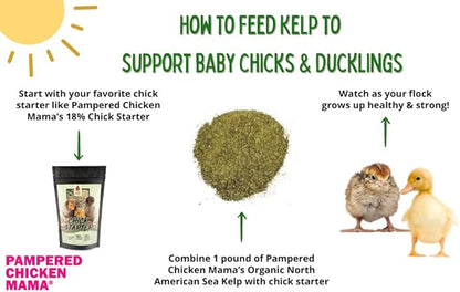 Organic Kelp for Chickens &amp; Duck Feed (5 Pound): Chicken Vitamins | Chicken Supplements | Vitamins for Chickens | Pampered Chicken Mama