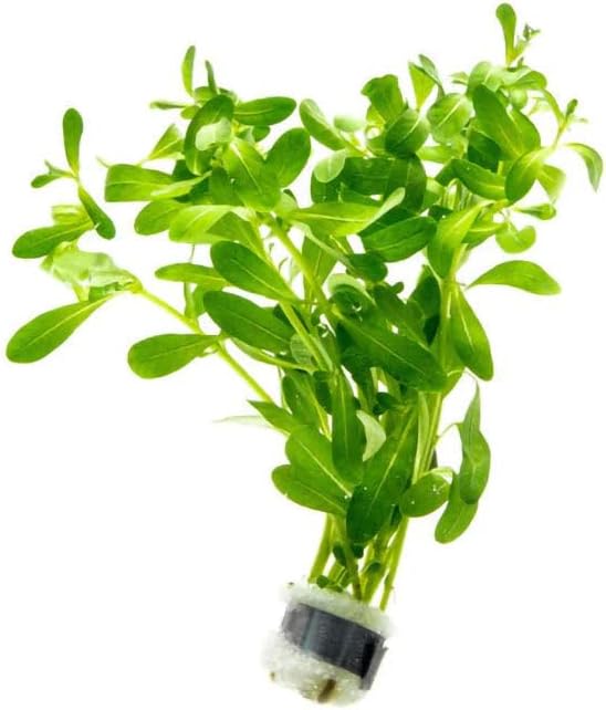 Live Plant - Ludwigia Inclinata &