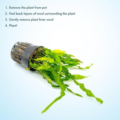 Live Plants - Java Fern ‘Flaming’ (Microsorum pteropus &