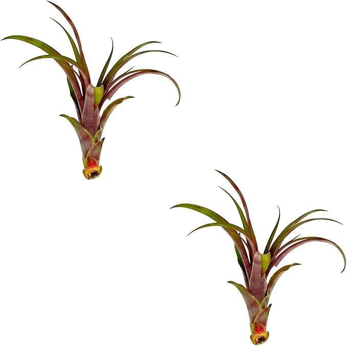 Air Plants - Tillandsia Red Capitata, Large 5-7” - 2 ct - Live Arrival Guaranteed - House Plants for Home Decor &amp; Gift