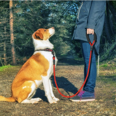 Reflective Dog Leash with Foam Handle — Single &amp; Set Options