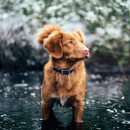 G12 Smart GPS pet tracker: Mini, waterproof, anti - loss collar for dogs &amp; cats