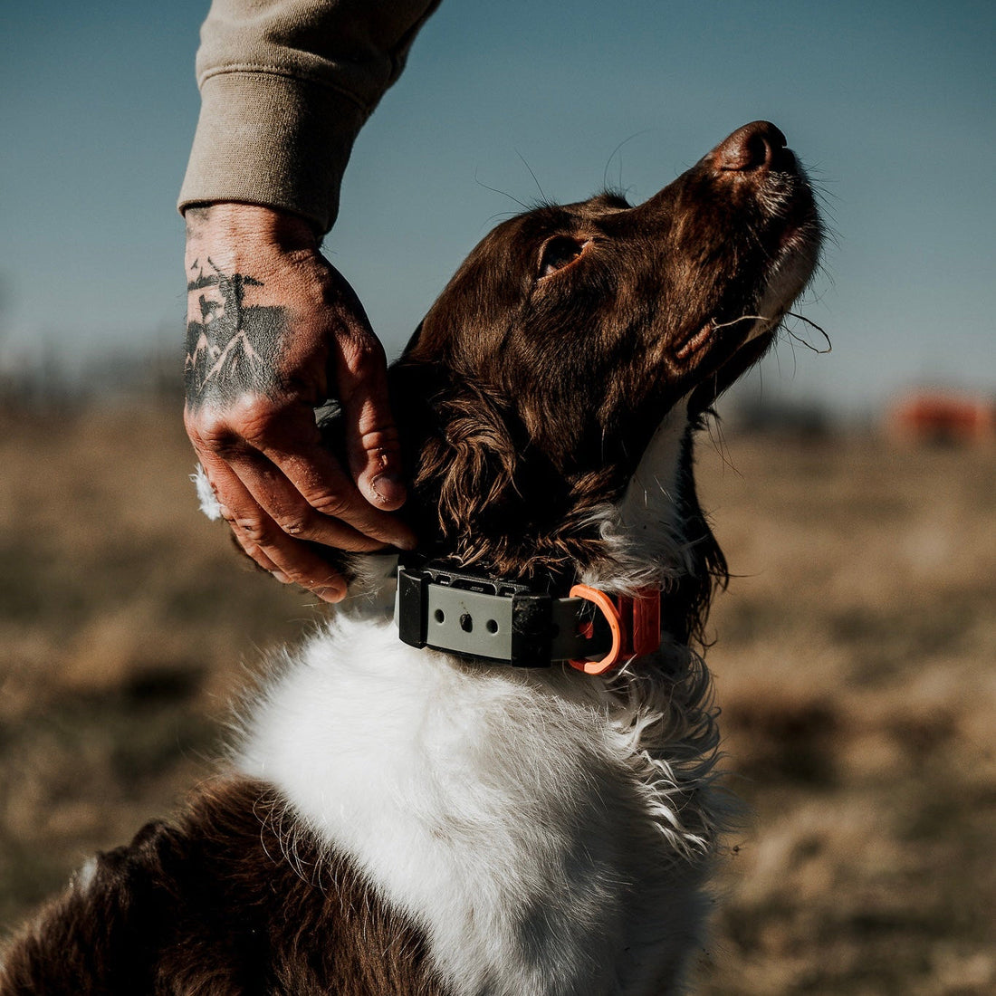 Training Collar Setup
