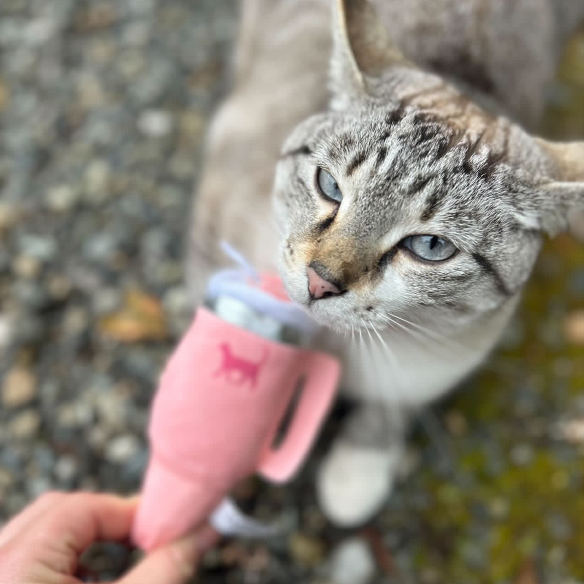 PUPROAR Kitty Cup Cat Toy | Cute Catnip &amp; Crinkle Plush Cat Toy