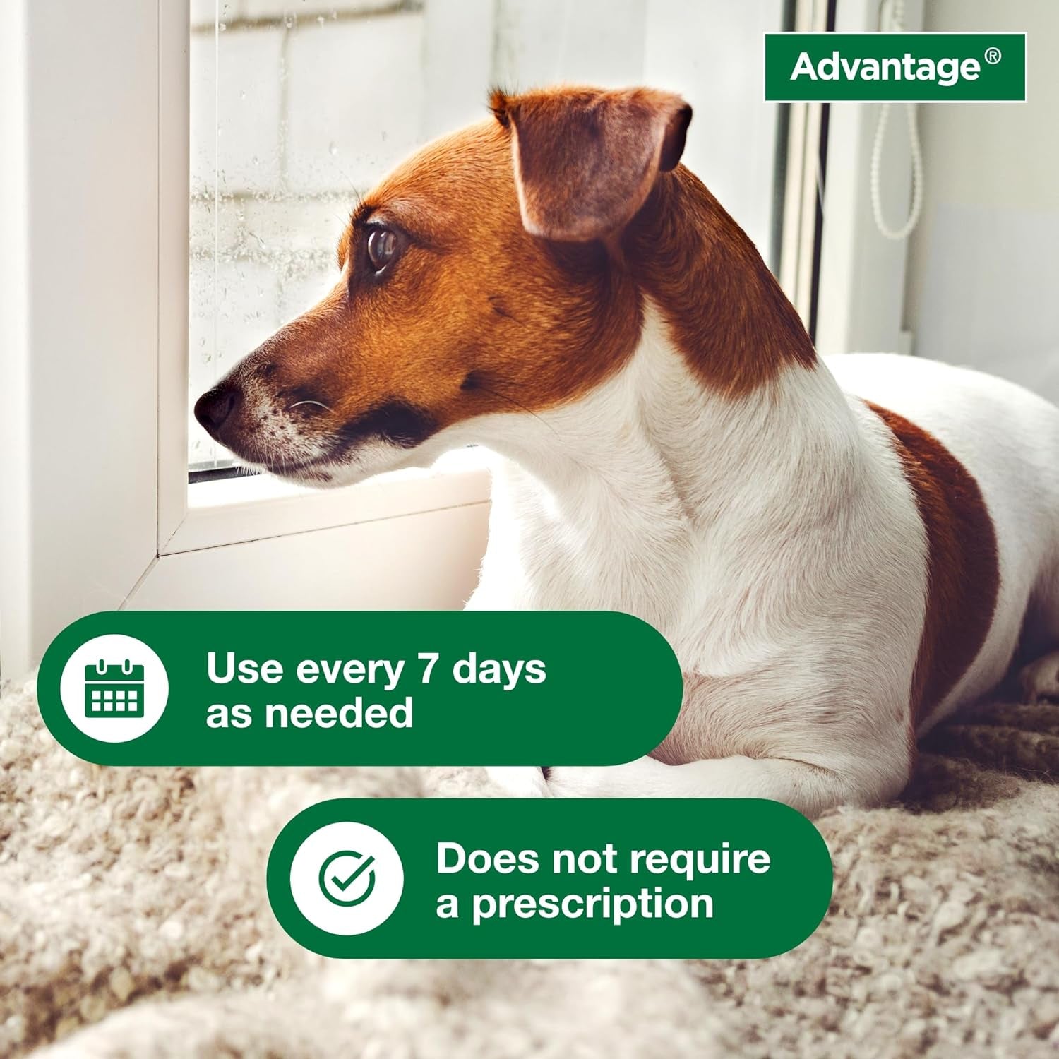 12 Oz Flea &amp; Tick Shampoo for Puppies &amp; Adult Dogs .