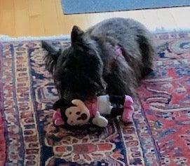Minnie Mouse Stuffed Dog Toys: Squeak &amp; NO Squeak, All Sizes