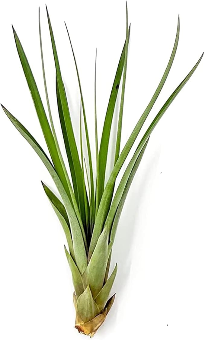 Air Plants - Tillandsia Fasciculata Tricolor, Large 4-6" - 1ct - Live Arrival Guaranteed - House Plants for Home Decor &amp; Gift