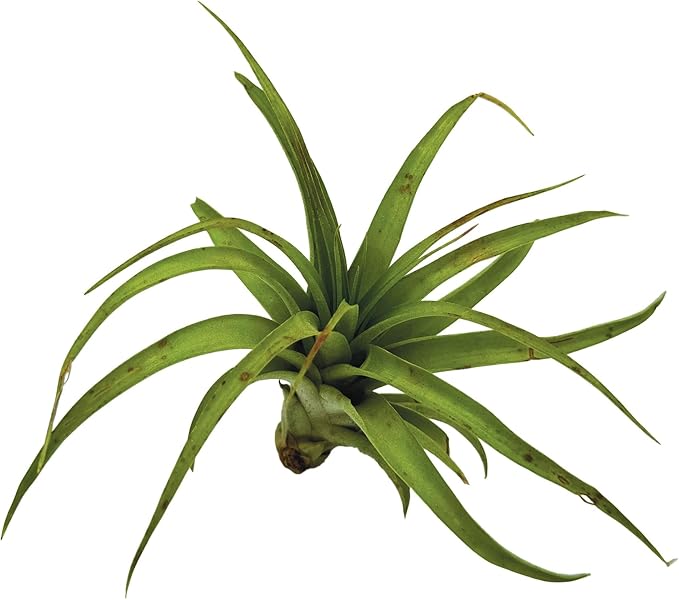 Air Plants - Tillandsia Brachycaulos Multiflora, Jumbo 5-7" - 2 ct - Live Arrival Guaranteed - House Plants for Home Decor &amp; Gift