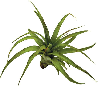 Air Plants - Tillandsia Brachycaulos Multiflora, Jumbo 5-7" - 2 ct - Live Arrival Guaranteed - House Plants for Home Decor &amp; Gift