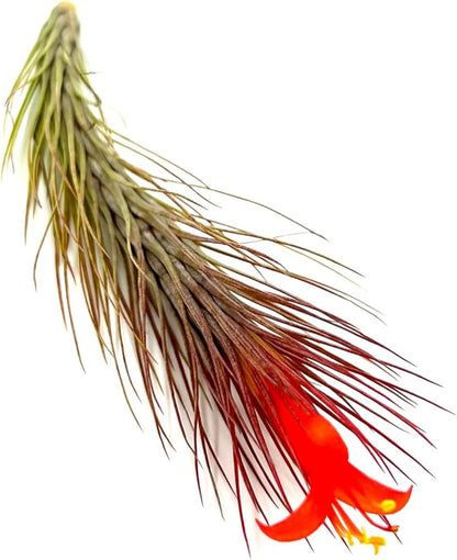 Air Plants - Tillandsia Funckiana Hybrid, Large 5-7" - 1ct - Live Arrival Guaranteed - House Plants for Home Decor &amp; Gift