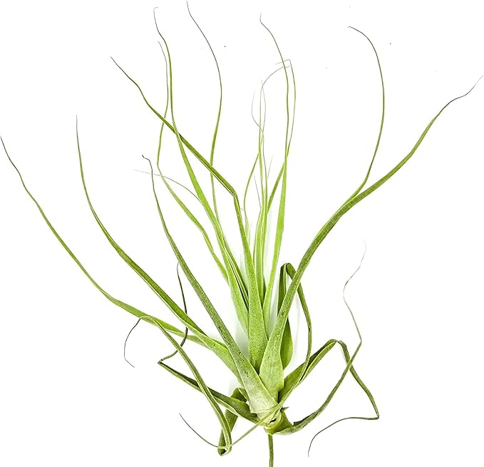 Air Plants - Tillandsia Straminea Jumbo 6-9" - 5ct - Live Arrival Guaranteed - House Plants for Home Decor &amp; Gift