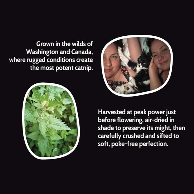 Fiend Catnip Safety-Cut 100% Pure Potent Fine Cat Nip for Cats &amp; Kittens – Ultra Potent, North American – 1 Cup (34.5g) Canister – Go Ahead, Create a Monster!