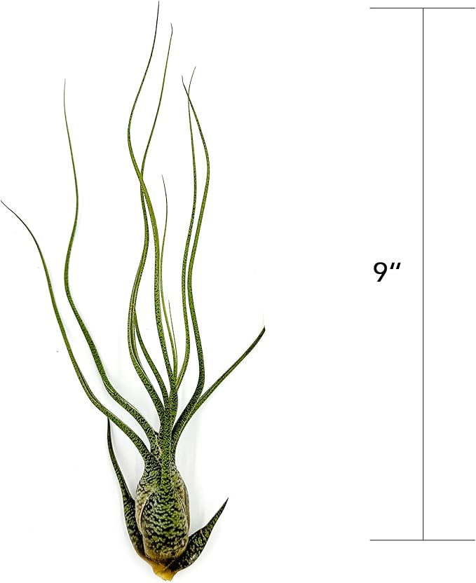 Live Air Plants - Tillandsia Butzii, Jumbo 7-9" - 3ct - Live Arrival Guaranteed - House Plants for Home Decor &amp; Gift