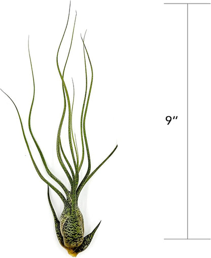 Live Air Plants - Tillandsia Butzii, Jumbo 7-9" - 3ct - Live Arrival Guaranteed - House Plants for Home Decor &amp; Gift