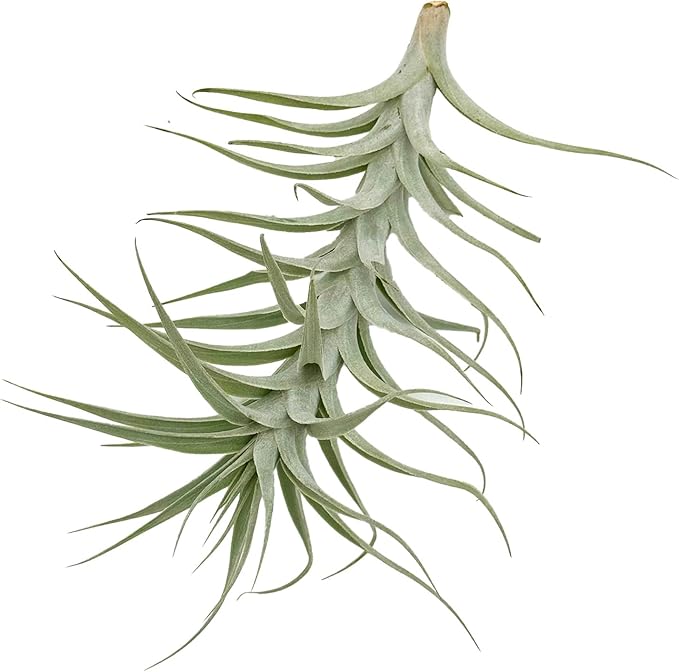 Live Air Plants - Tillandsia Albida 7-12" - 5ct – ragnaroc Live Indoor Plant - Live Arrival Guaranteed - House Plants for Home Decor &amp; Gift