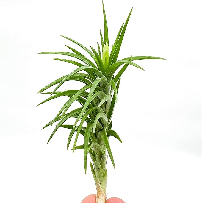 Live Air Plants – Tillandsia Araujei, Large 5” – 3ct – Live Arrival Guaranteed – House Plants for Home Décor &amp; Gift