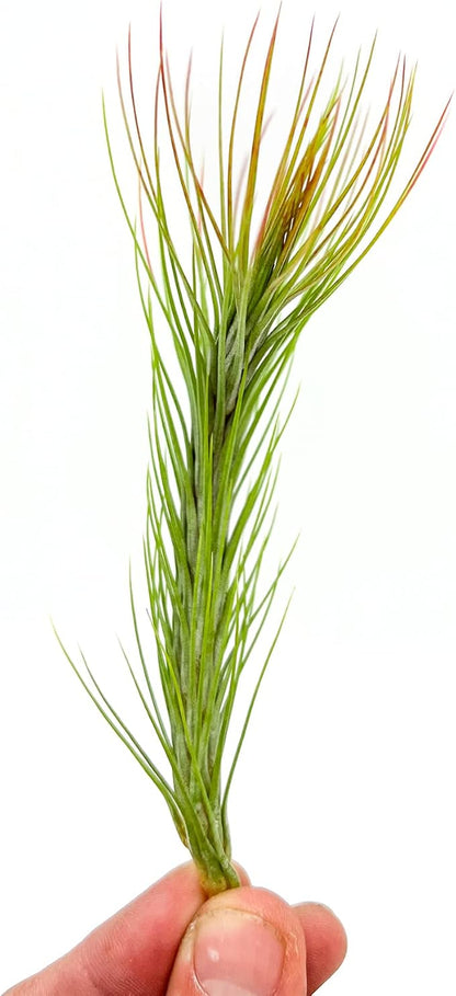 Air Plants - Tillandsia Funckiana Hybrid, Large 5-7" - 1ct - Live Arrival Guaranteed - House Plants for Home Decor &amp; Gift