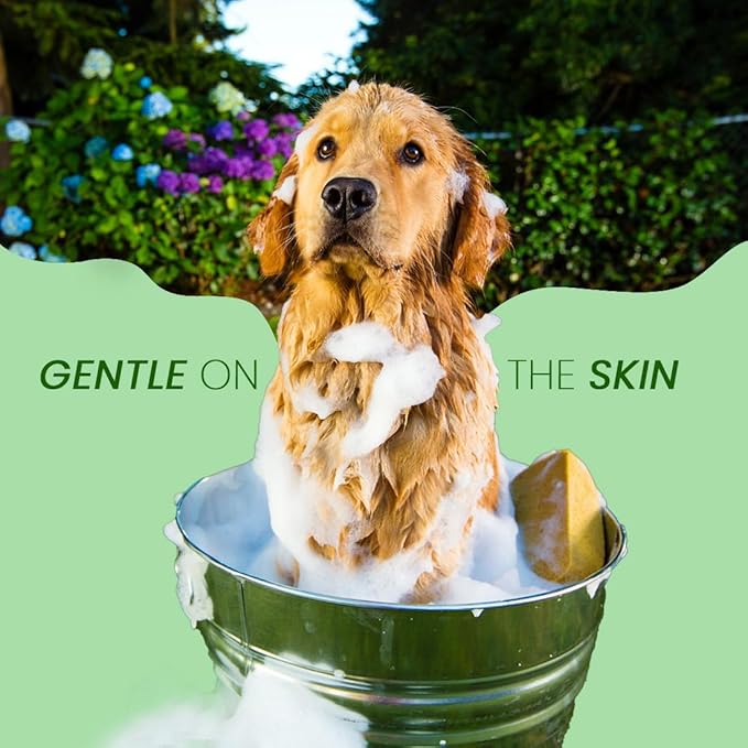 Scentament Spa Seasonal Facial &amp; Body Wash, Berry Amaretto, 1 Gallon, Model: S55-Gallon