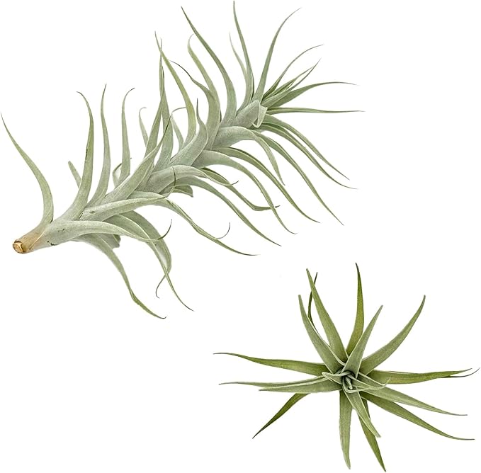 Live Air Plants - Tillandsia Albida 7-12" - 2ct – ragnaroc Live Indoor Plant - Live Arrival Guaranteed - House Plants for Home Decor &amp; Gift