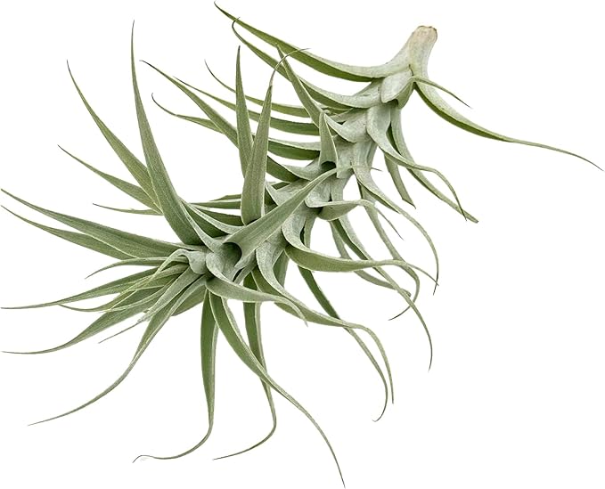 Live Air Plants - Tillandsia Albida 7-12" - 2ct – ragnaroc Live Indoor Plant - Live Arrival Guaranteed - House Plants for Home Decor &amp; Gift