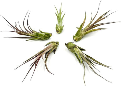 Live Air Plant – Tillandsia Capiput, Jumbo 6-9” - 3 ct - Live Arrival Guaranteed - House Plants for Home Decor &amp; Gift