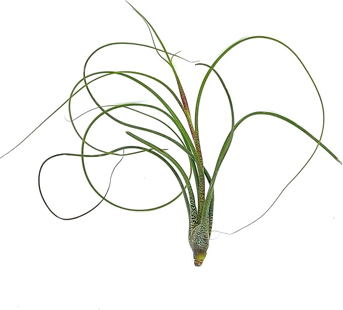 Live Air Plants - Tillandsia Butzii, Jumbo 7-9" - 3ct - Live Arrival Guaranteed - House Plants for Home Decor &amp; Gift