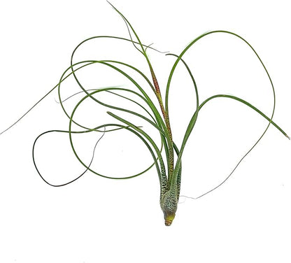Live Air Plants - Tillandsia Butzii, Jumbo 7-9" - 5ct - Live Arrival Guaranteed - House Plants for Home Decor &amp; Gift